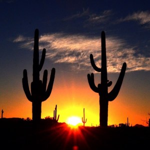 Organ Pipes National Monument Arizona